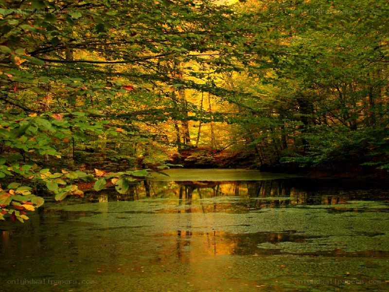 Autumn forest pond reflection
