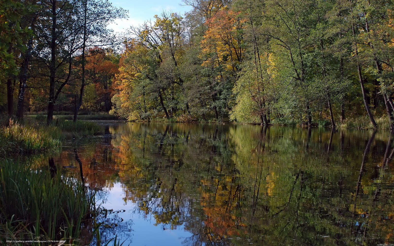 Autumn forest pond reflection