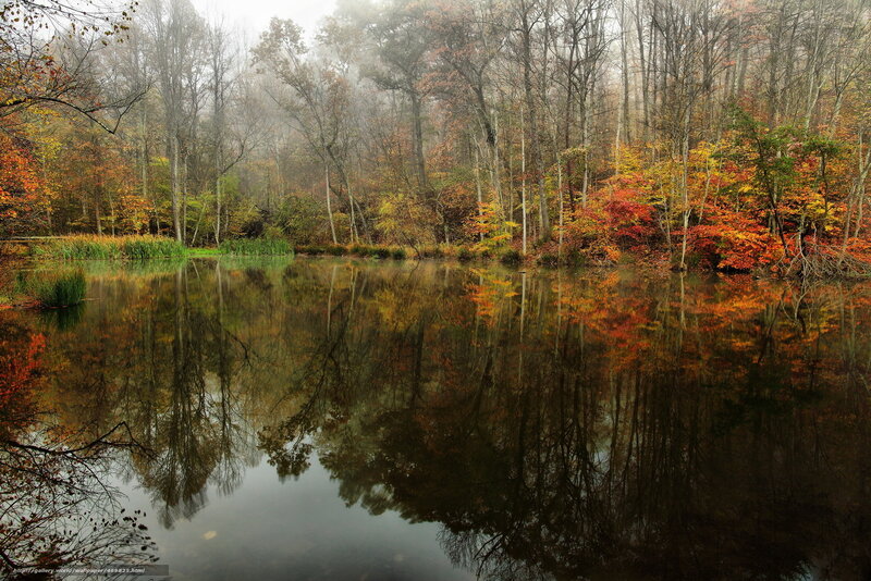 Autumn forest pond reflection