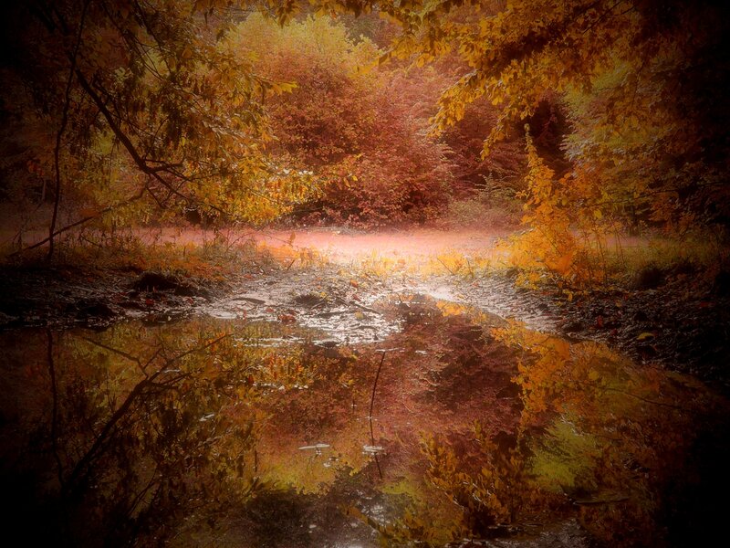 Autumn forest pond reflection