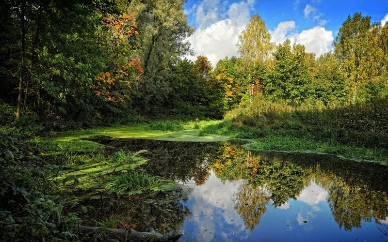 Autumn forest pond reflection