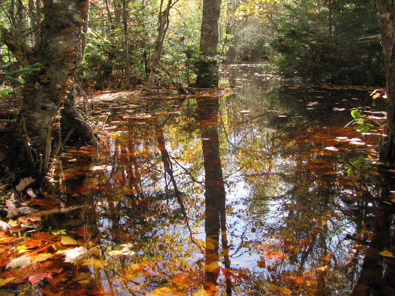 Autumn forest pond reflection