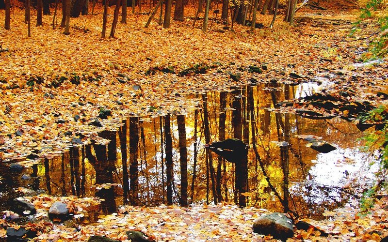 Autumn forest pond reflection