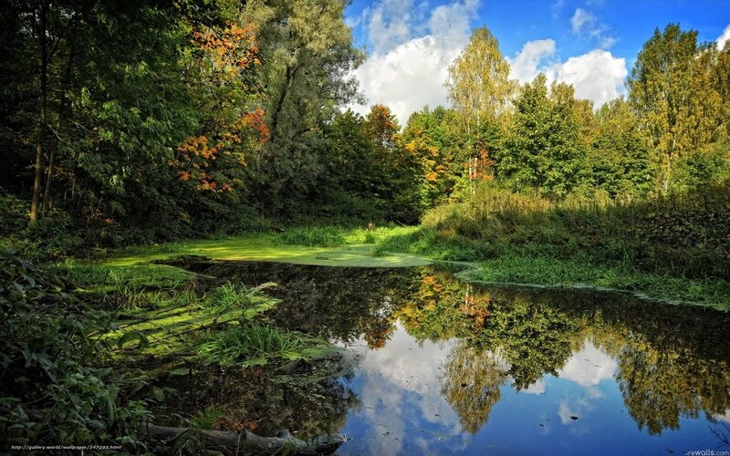 Autumn forest pond reflection