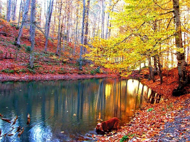 Autumn forest pond with dog