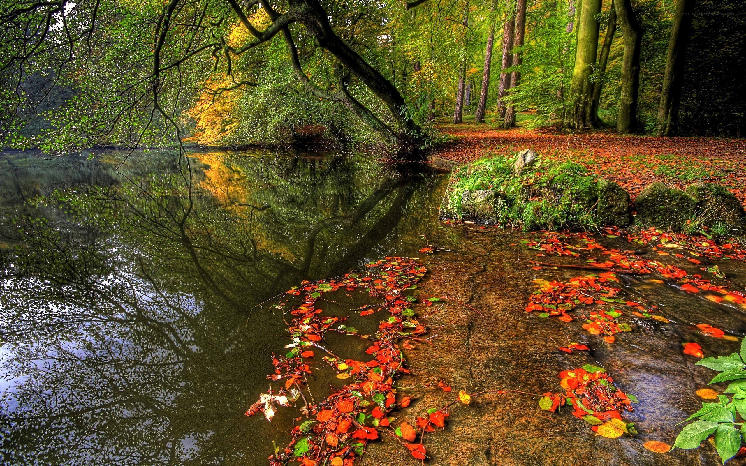 Autumn forest pond with fallen leaves