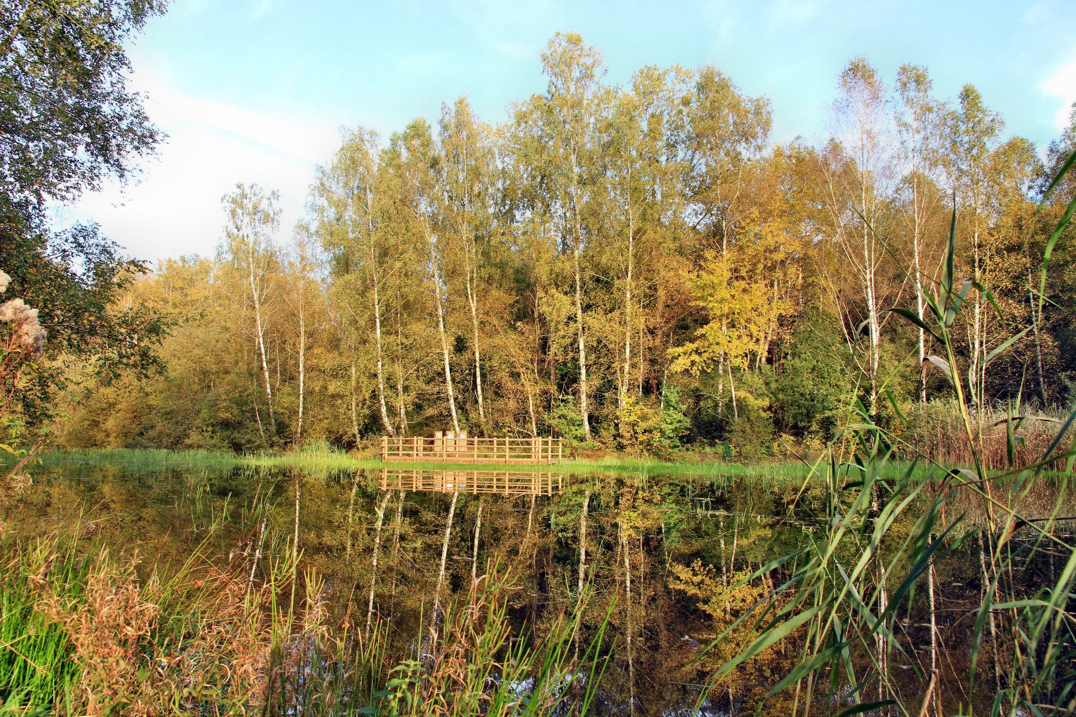 Autumn forest pond with reflection
