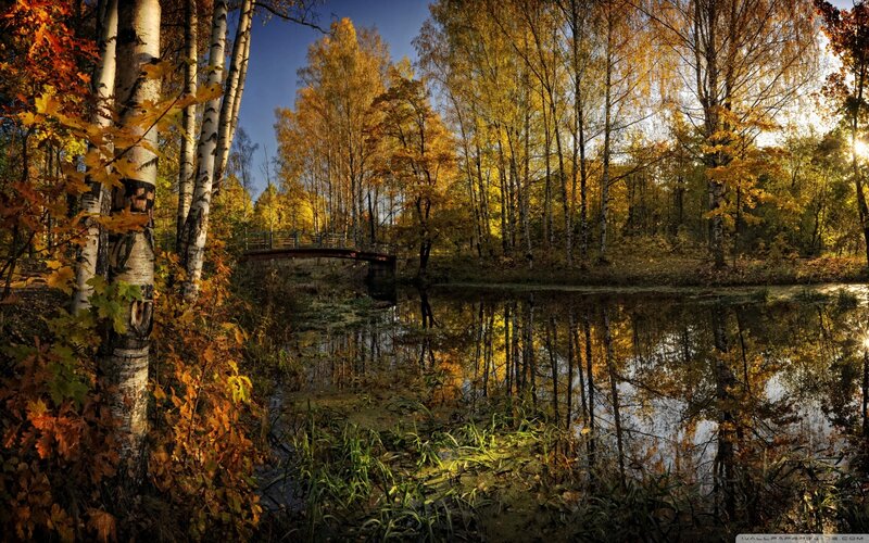 Autumn Forest Pond — Yellow, Serene, Photograph