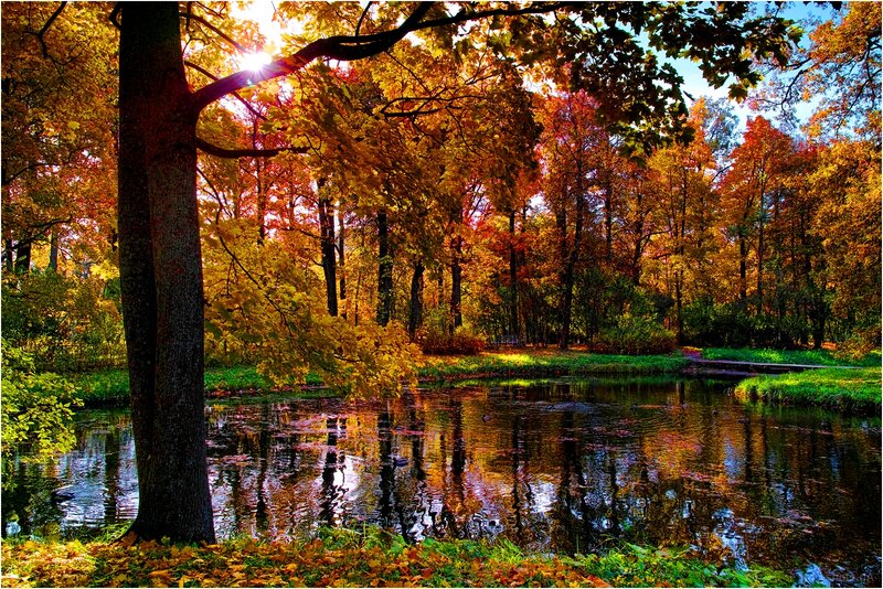 Autumn Forest Pond — Yellow, Serene, Photograph, Tree