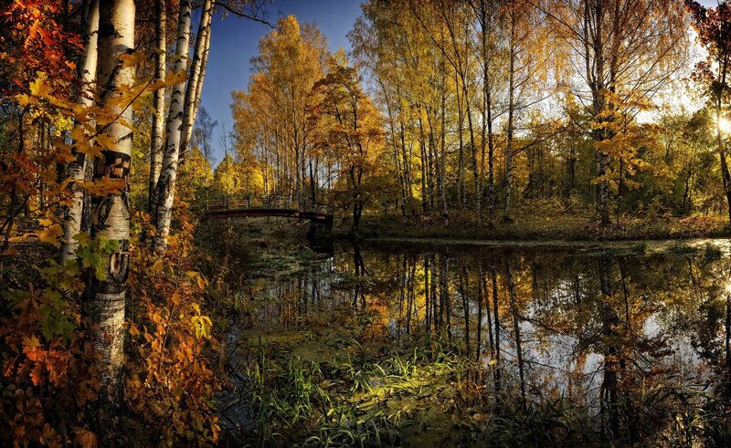 Autumn Forest Pond — Yellow, Serene, Photograph, Trees, Bridge, Reflection, Green, Blue