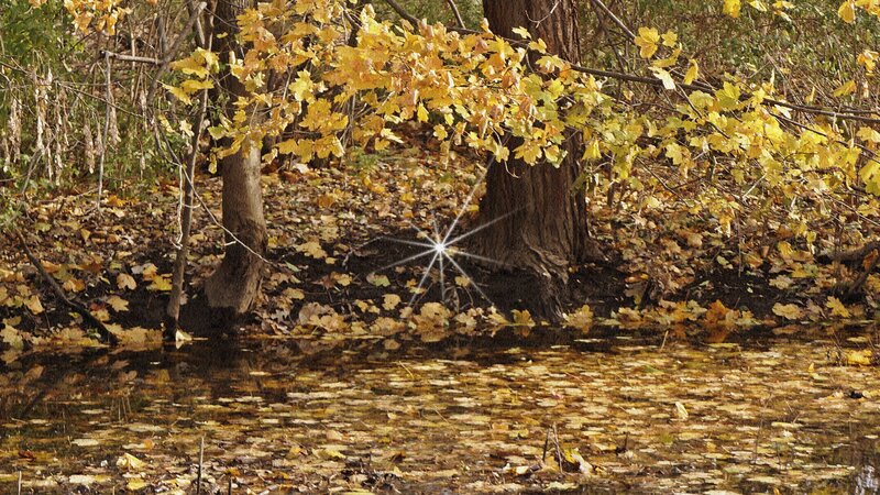 Autumn Forest Pond — Yellow, Serene, Photograph, Trees, Leaves, Water