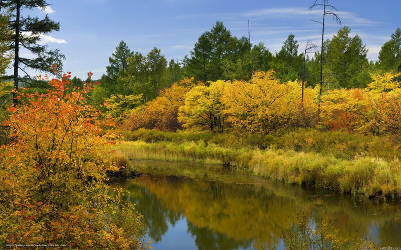 Autumn Forest Pond — Yellow, Serene, Photograph, Trees, River