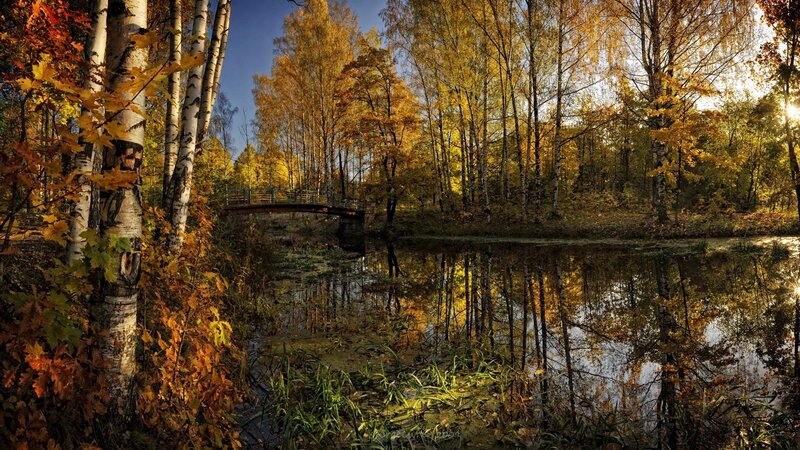 Autumn Forest Pond — Yellow, Serene, Photograph, Trees