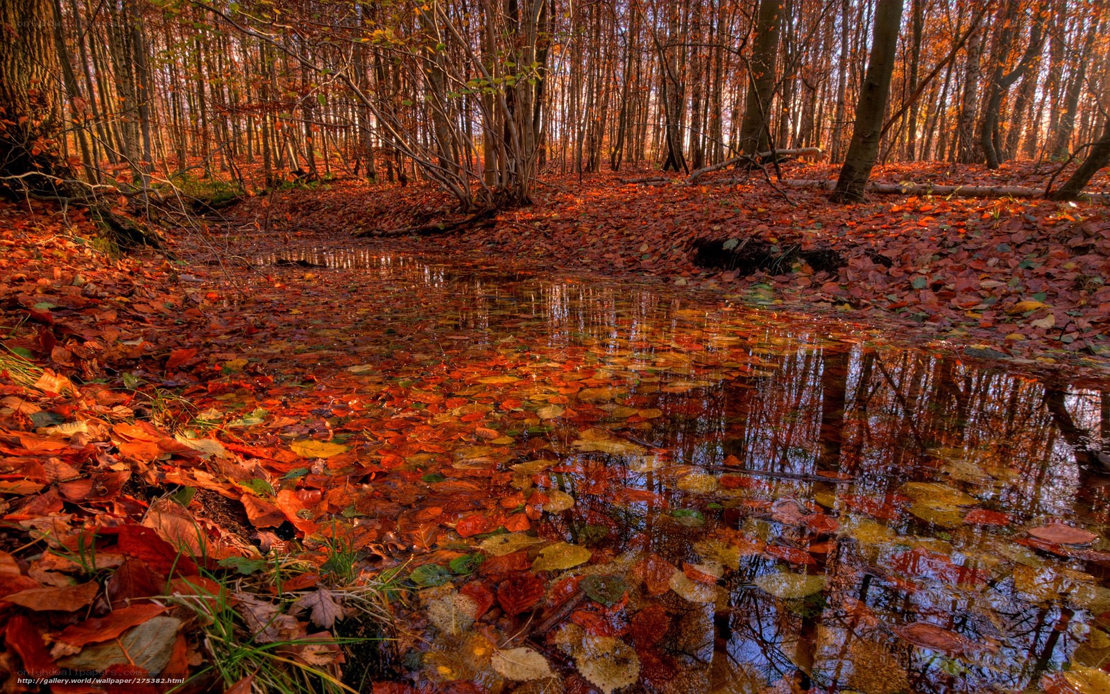 Autumn forest pond