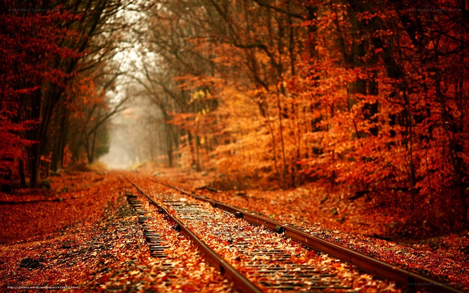 Autumn forest railway