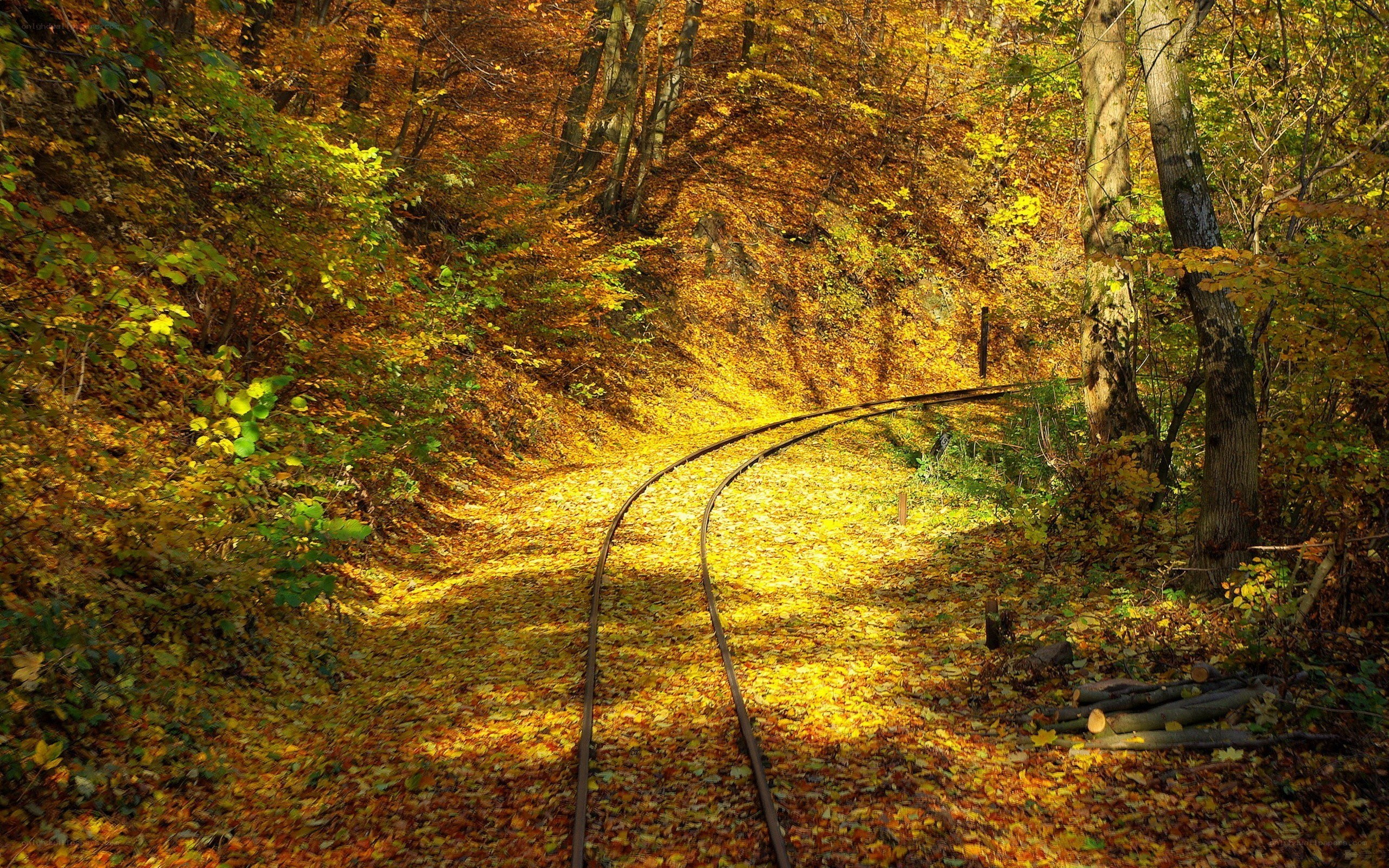 Autumn forest railway track