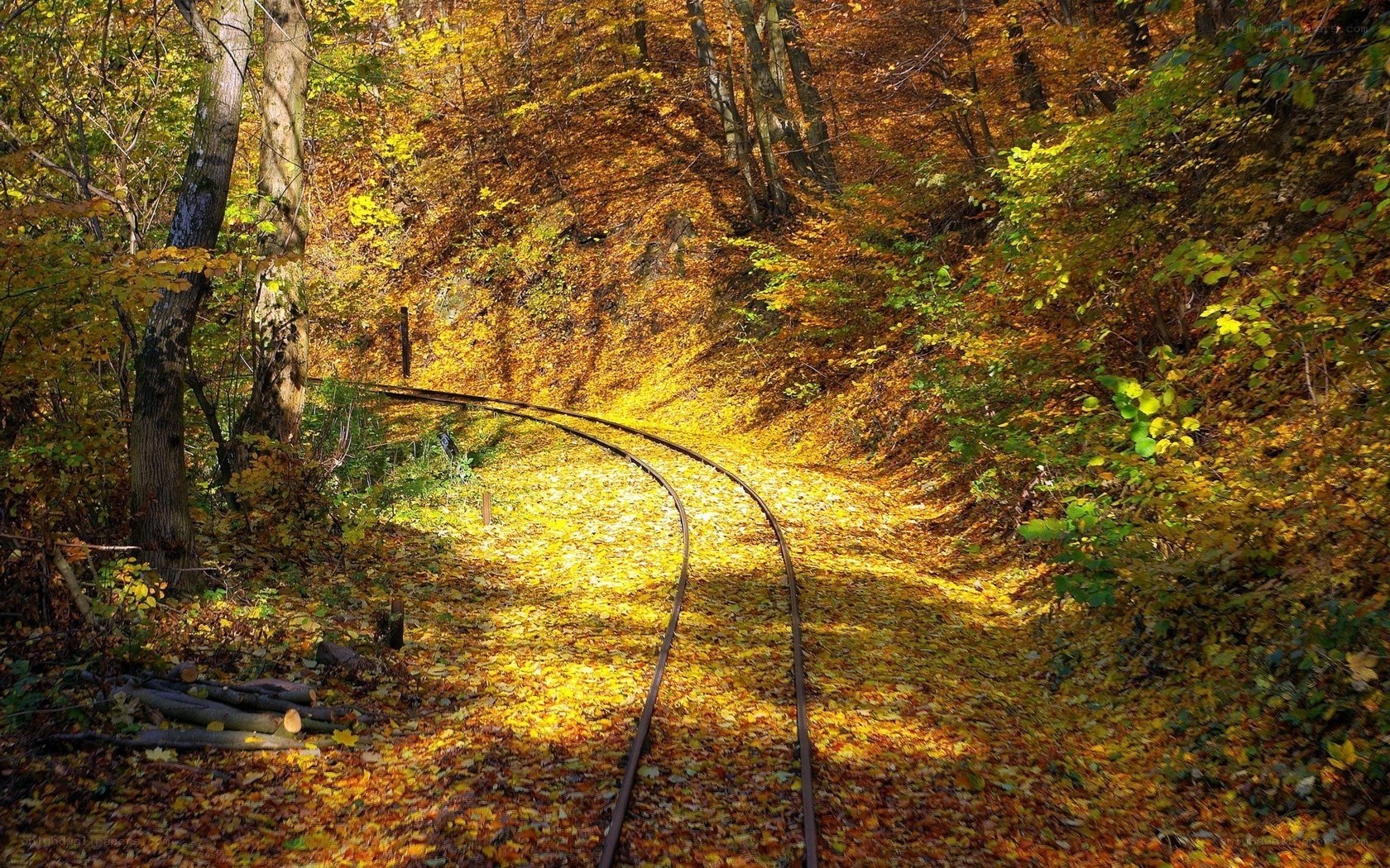 Autumn forest railway track
