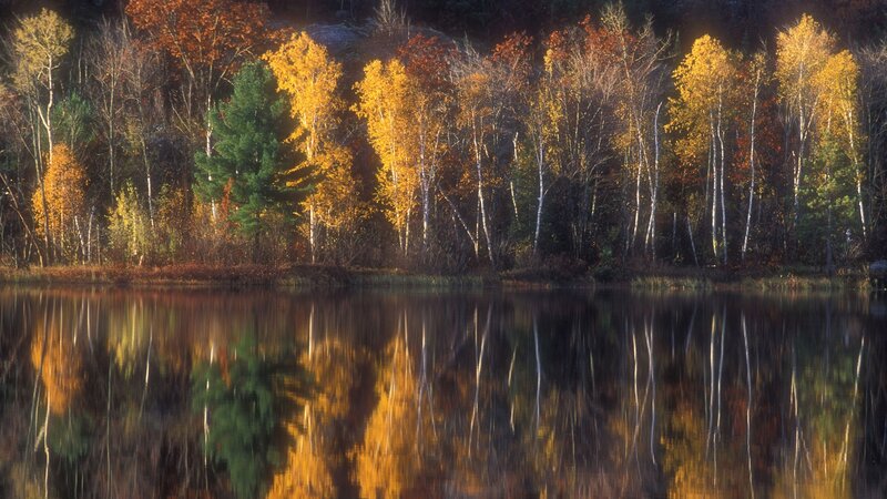 Autumn forest reflected in a lake