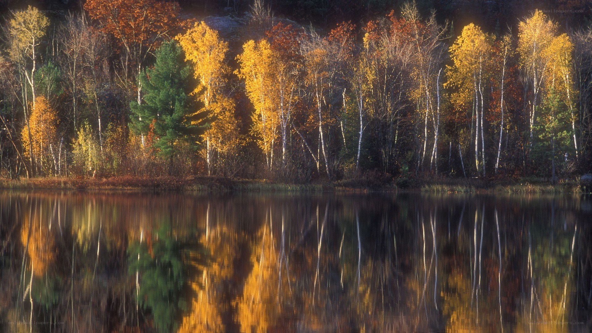 Autumn forest reflected in a lake