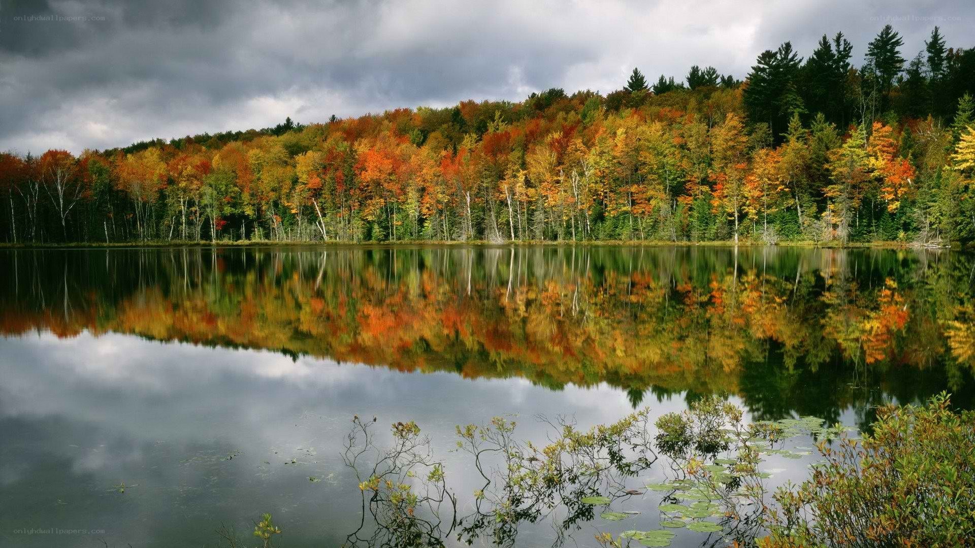 Autumn forest reflected in a lake