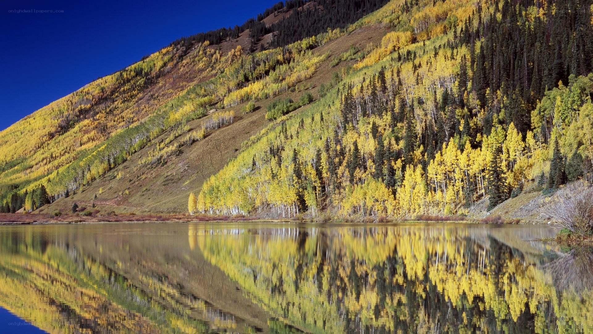 Autumn forest reflected in a lake