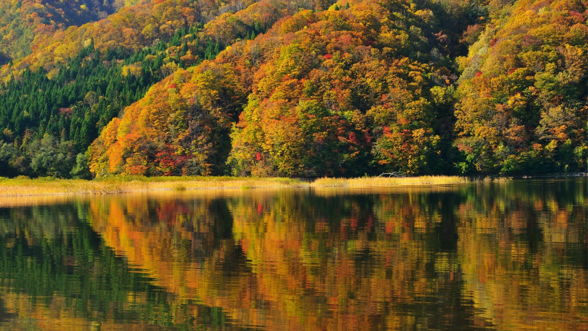 Autumn forest reflected in a lake