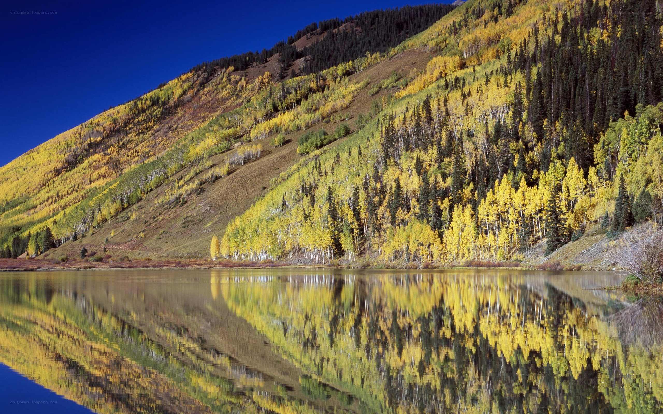 Autumn forest reflected in a lake