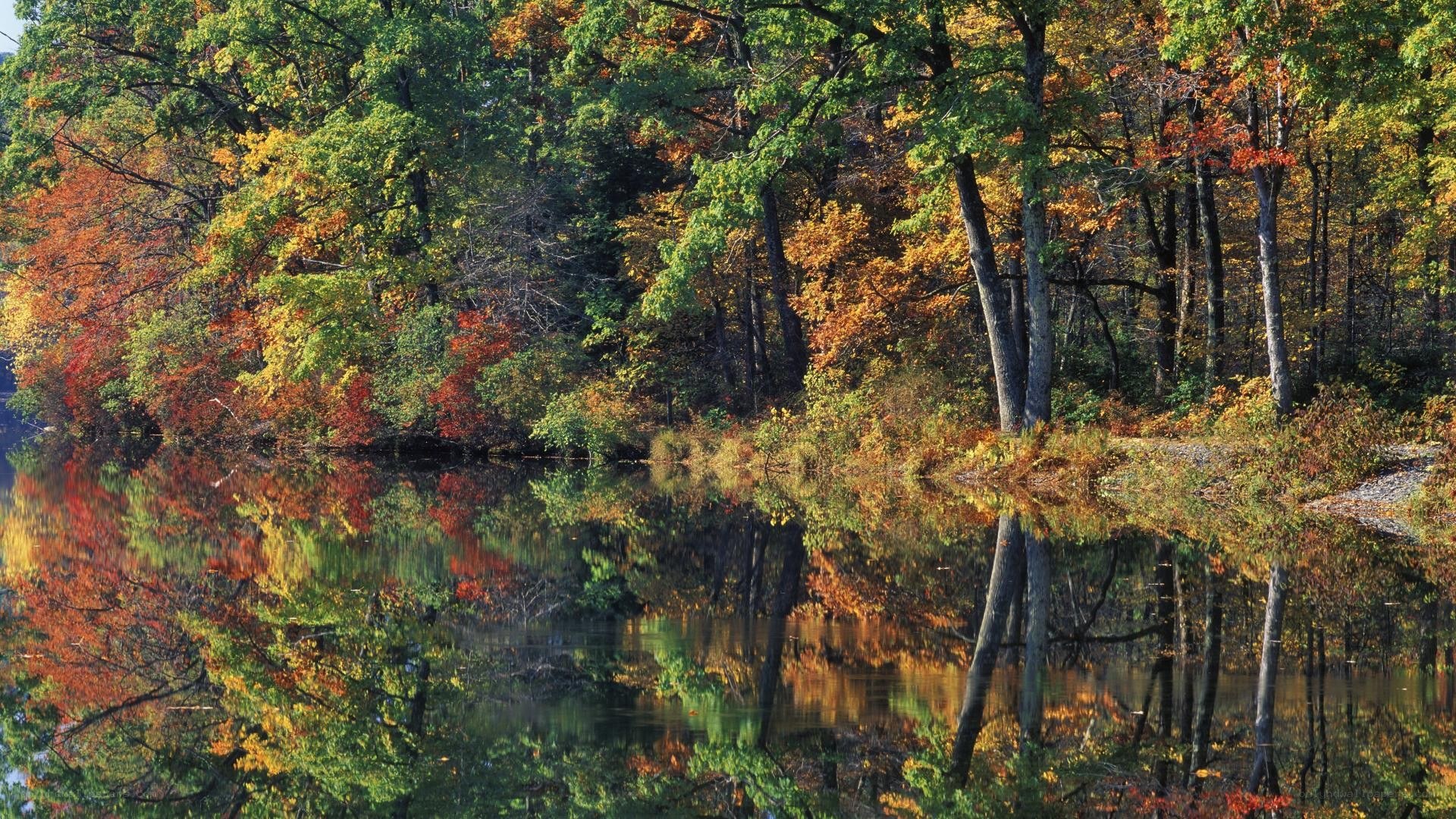 Autumn forest reflected in a lake