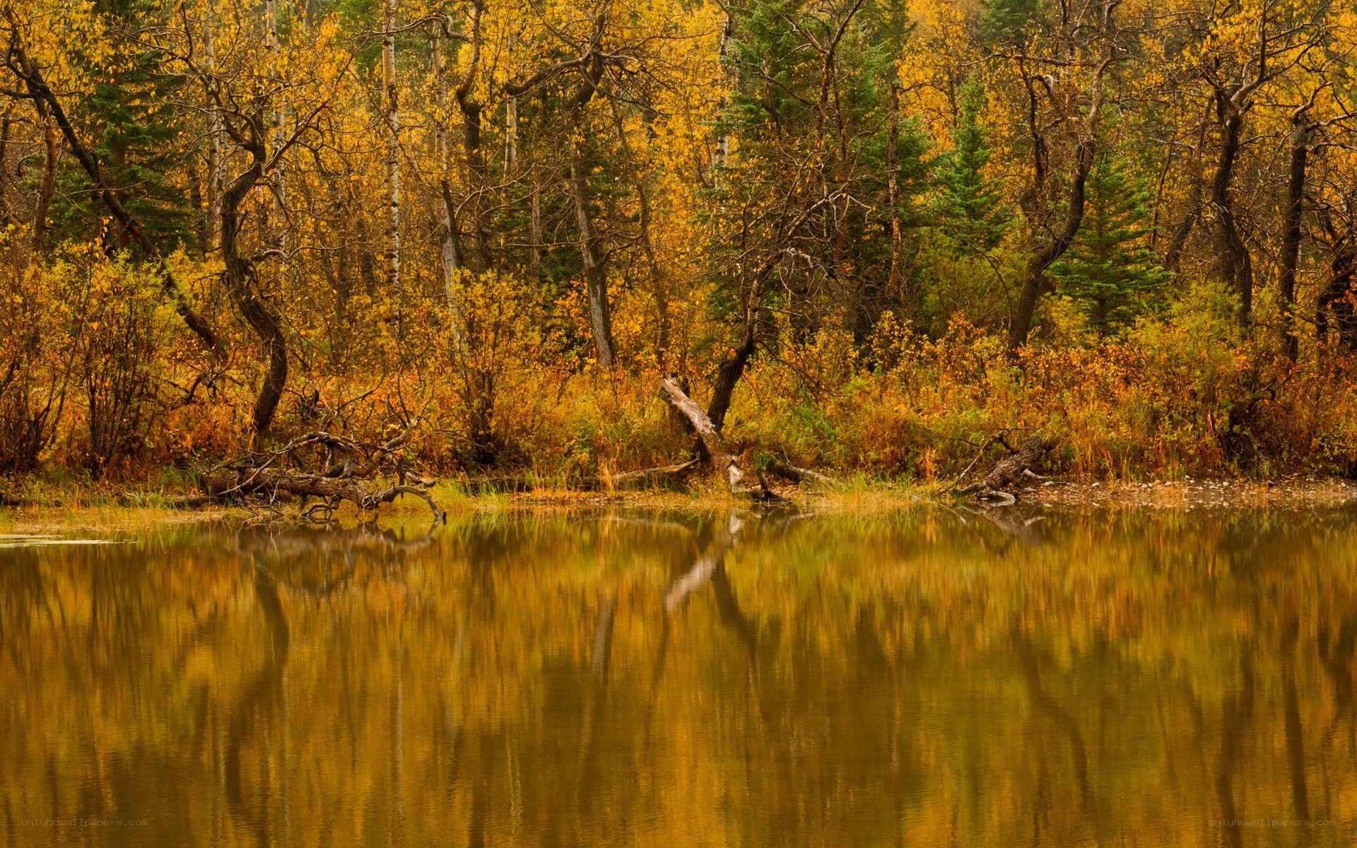 Autumn forest reflected in a lake