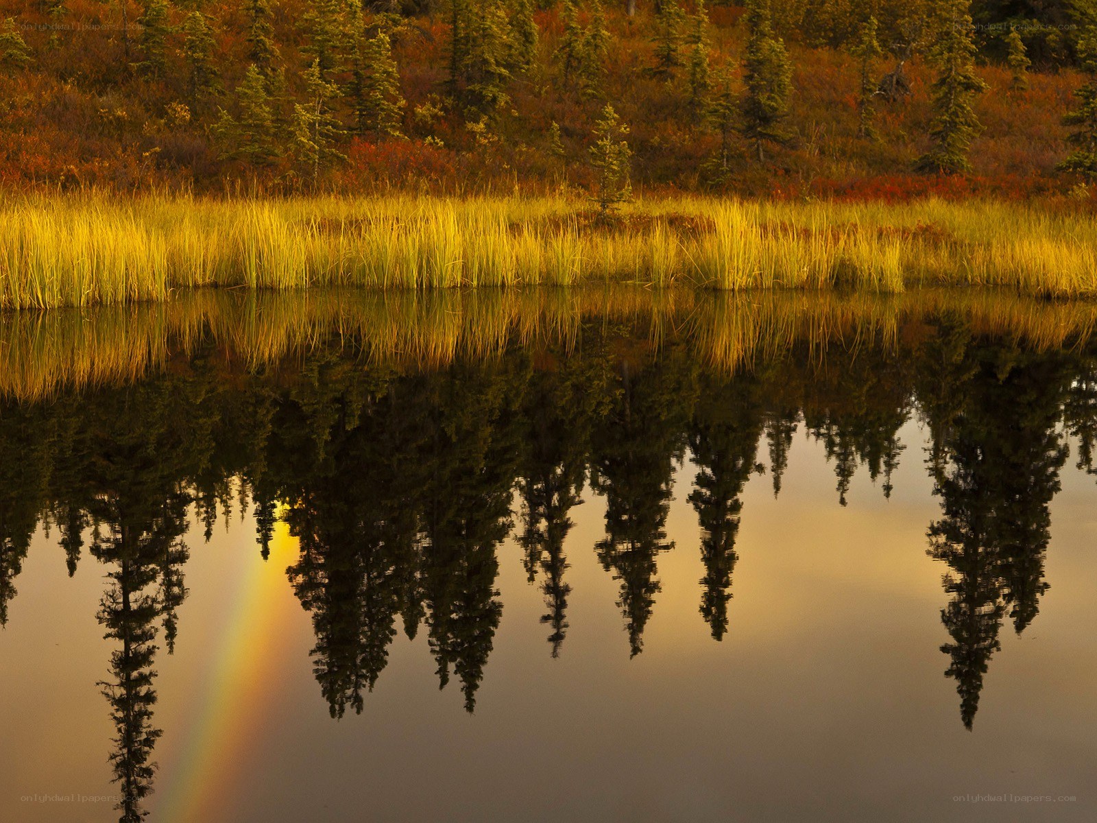 Autumn forest reflected in a lake