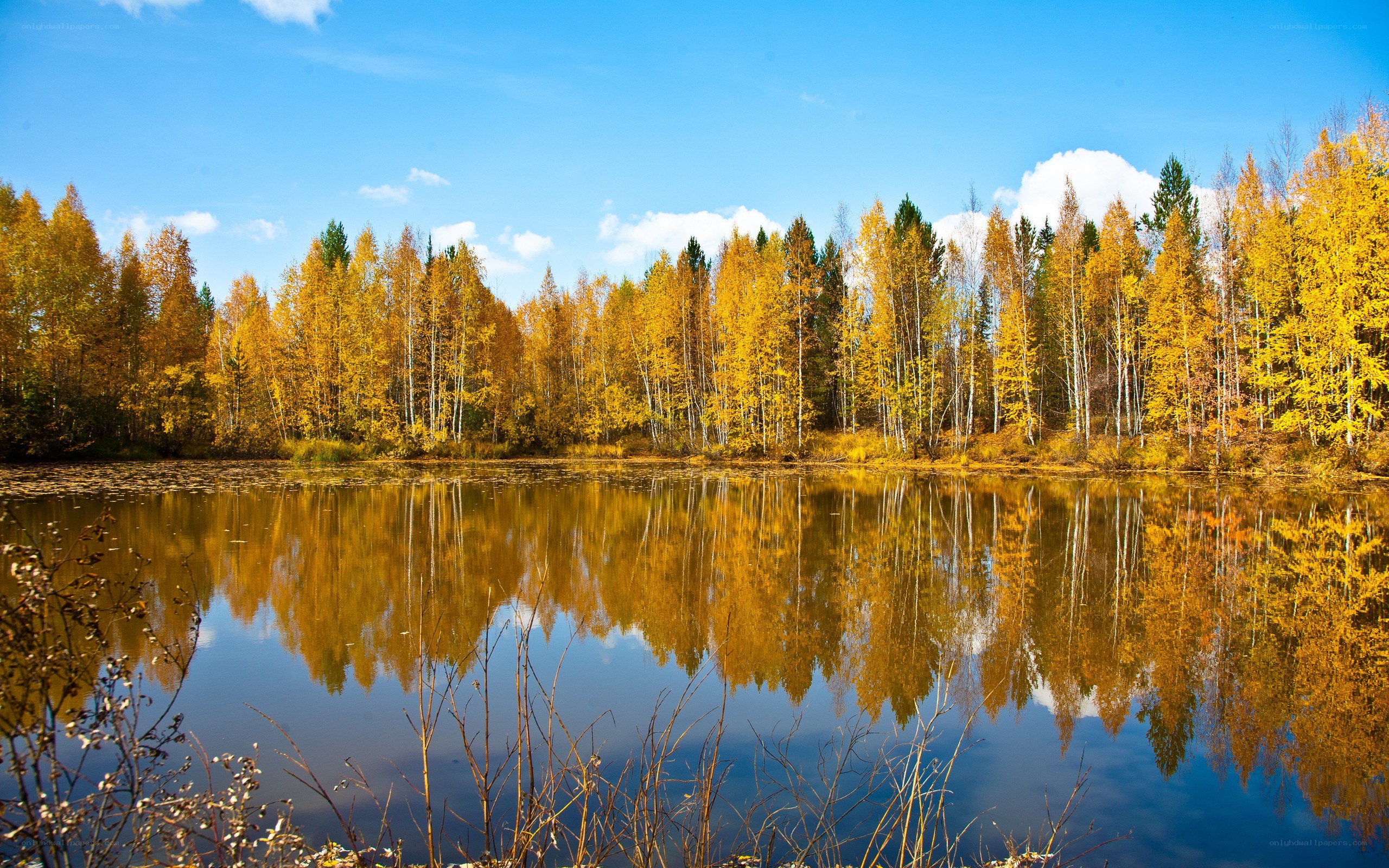 Autumn forest reflected in a lake