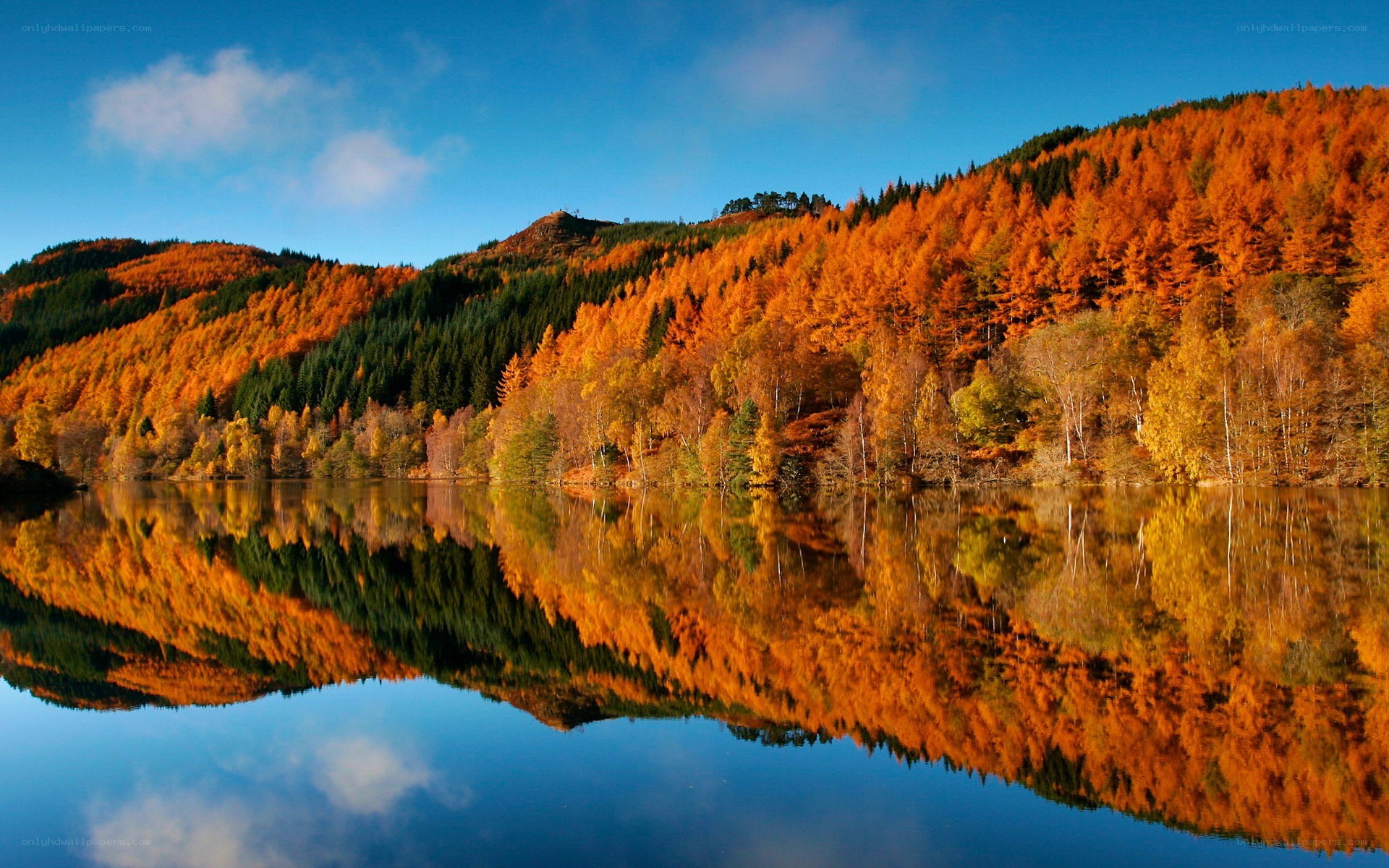 Autumn forest reflected in a lake