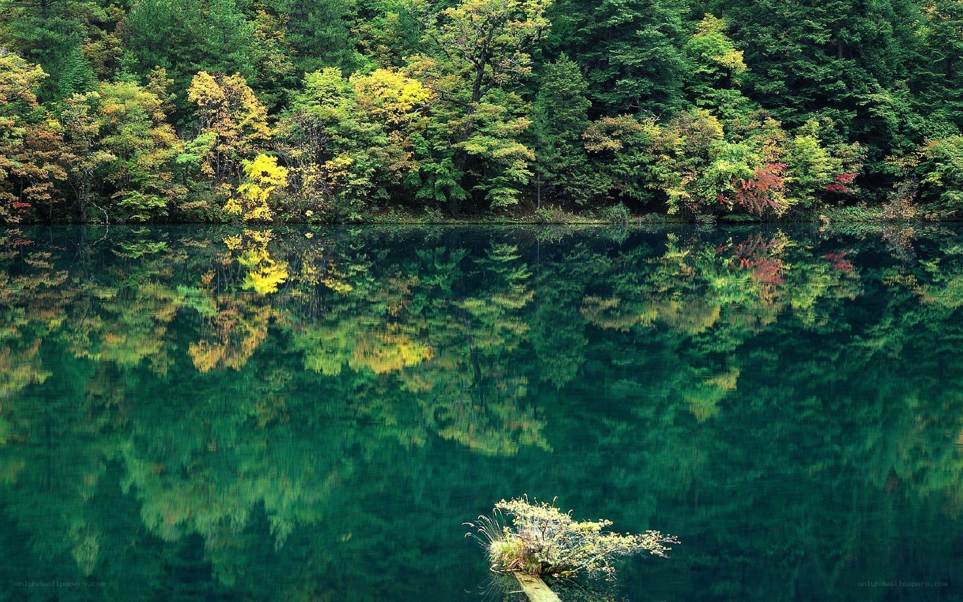 Autumn forest reflected in a lake