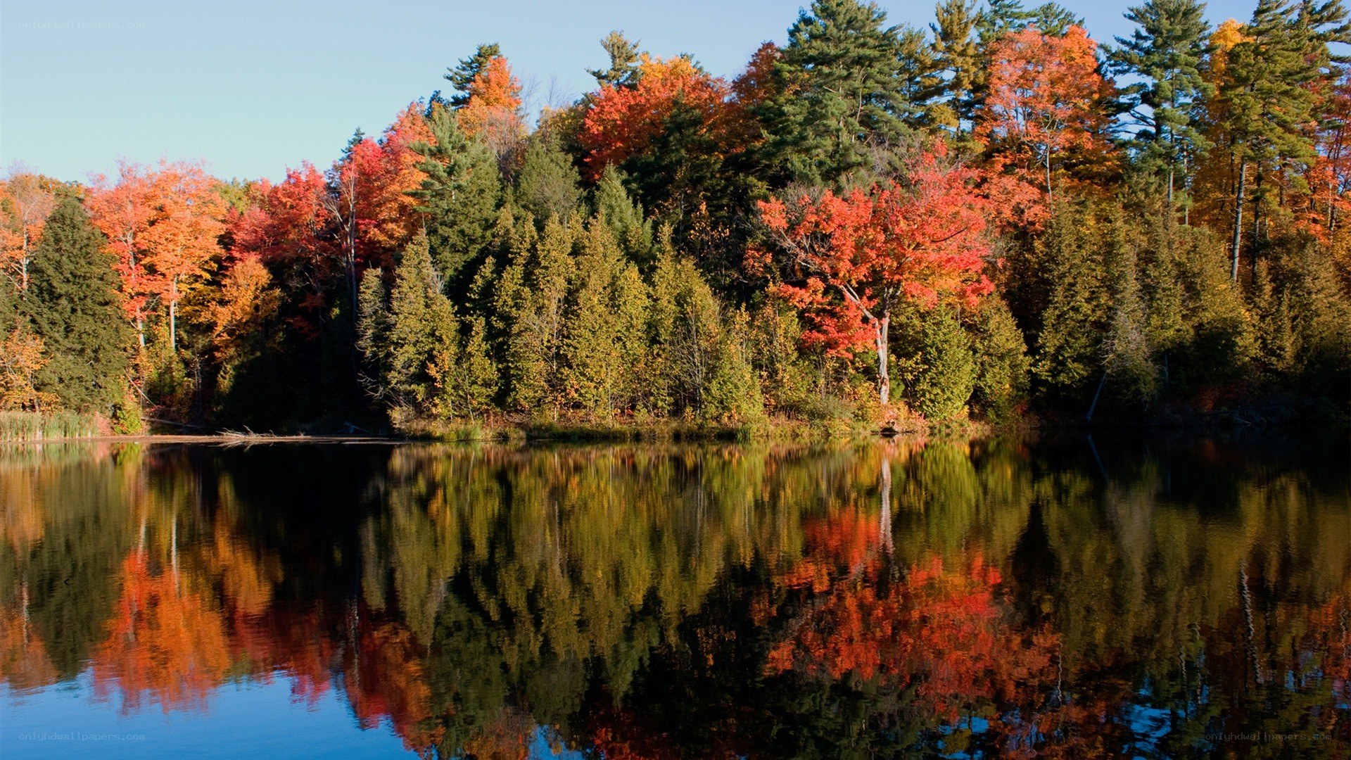 Autumn forest reflected in a lake