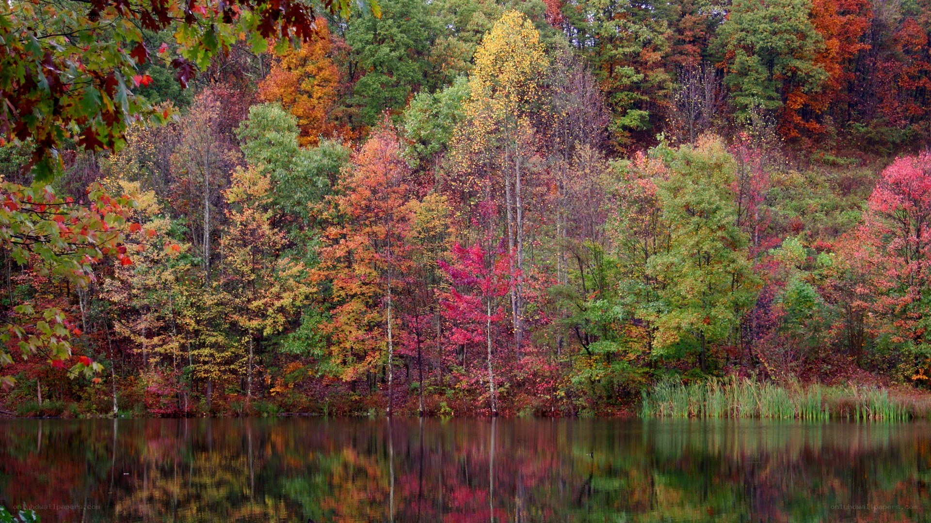 Autumn forest reflected in a lake