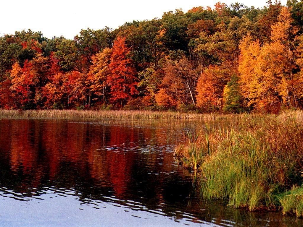 Autumn forest reflected in a lake