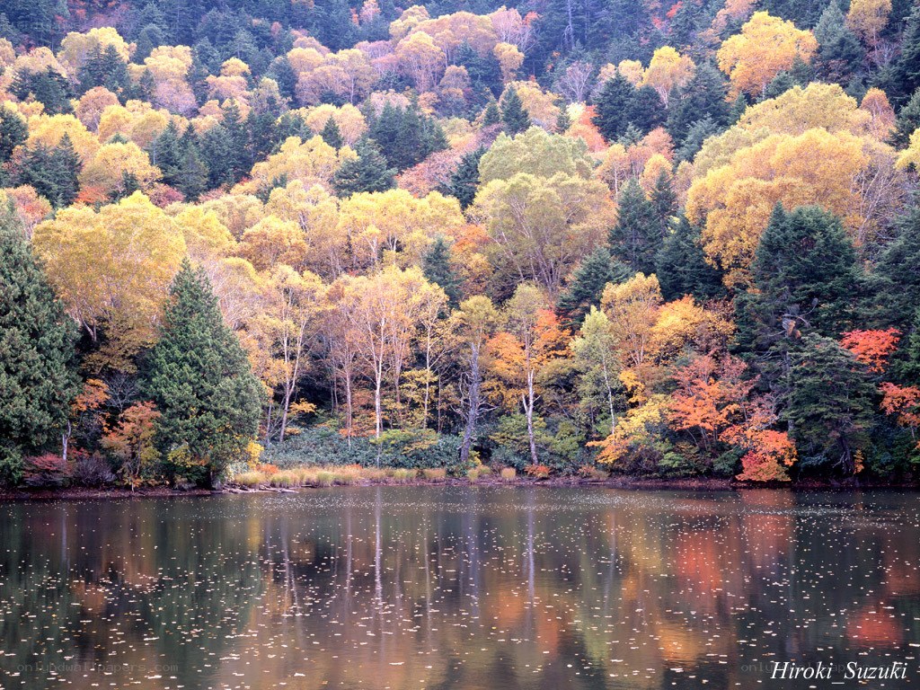 Autumn forest reflected in a lake