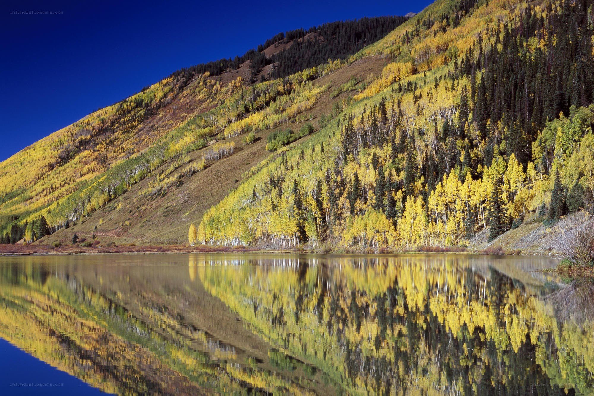 Autumn forest reflected in a lake