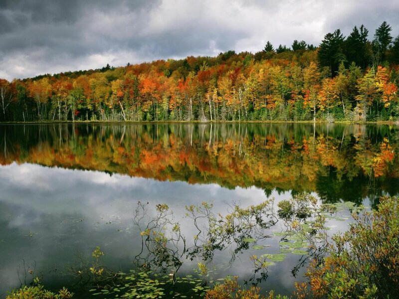 Autumn forest reflected in a lake