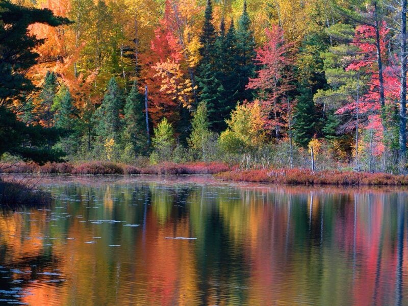 Autumn forest reflected in a lake