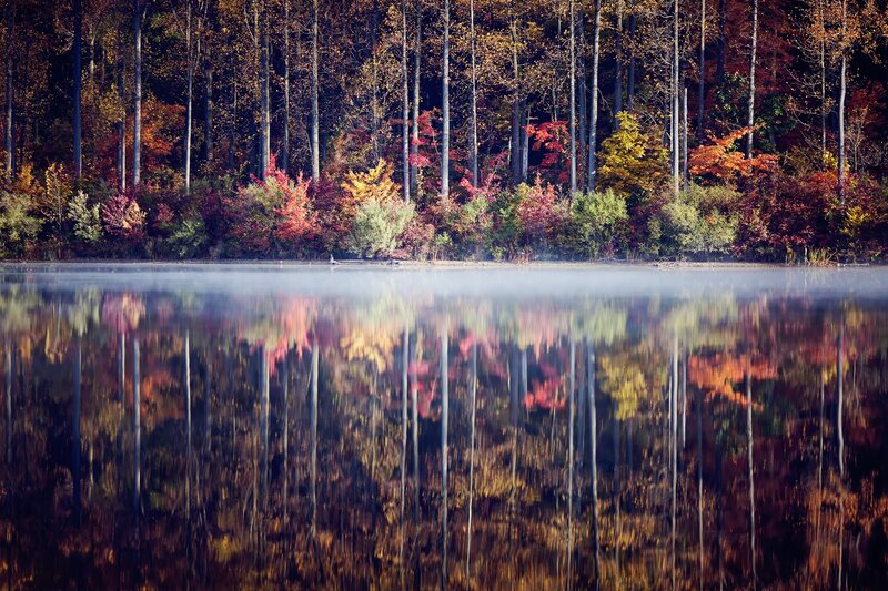 Autumn forest reflected in a misty lake