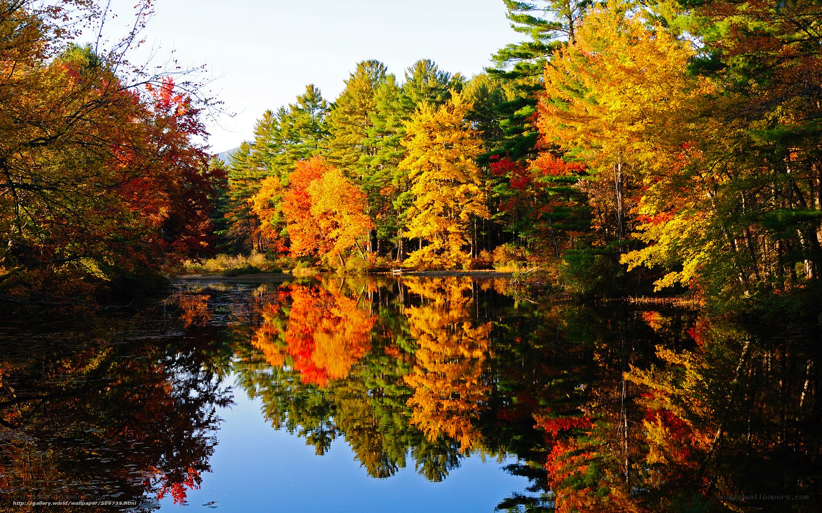 Autumn forest reflected in a pond