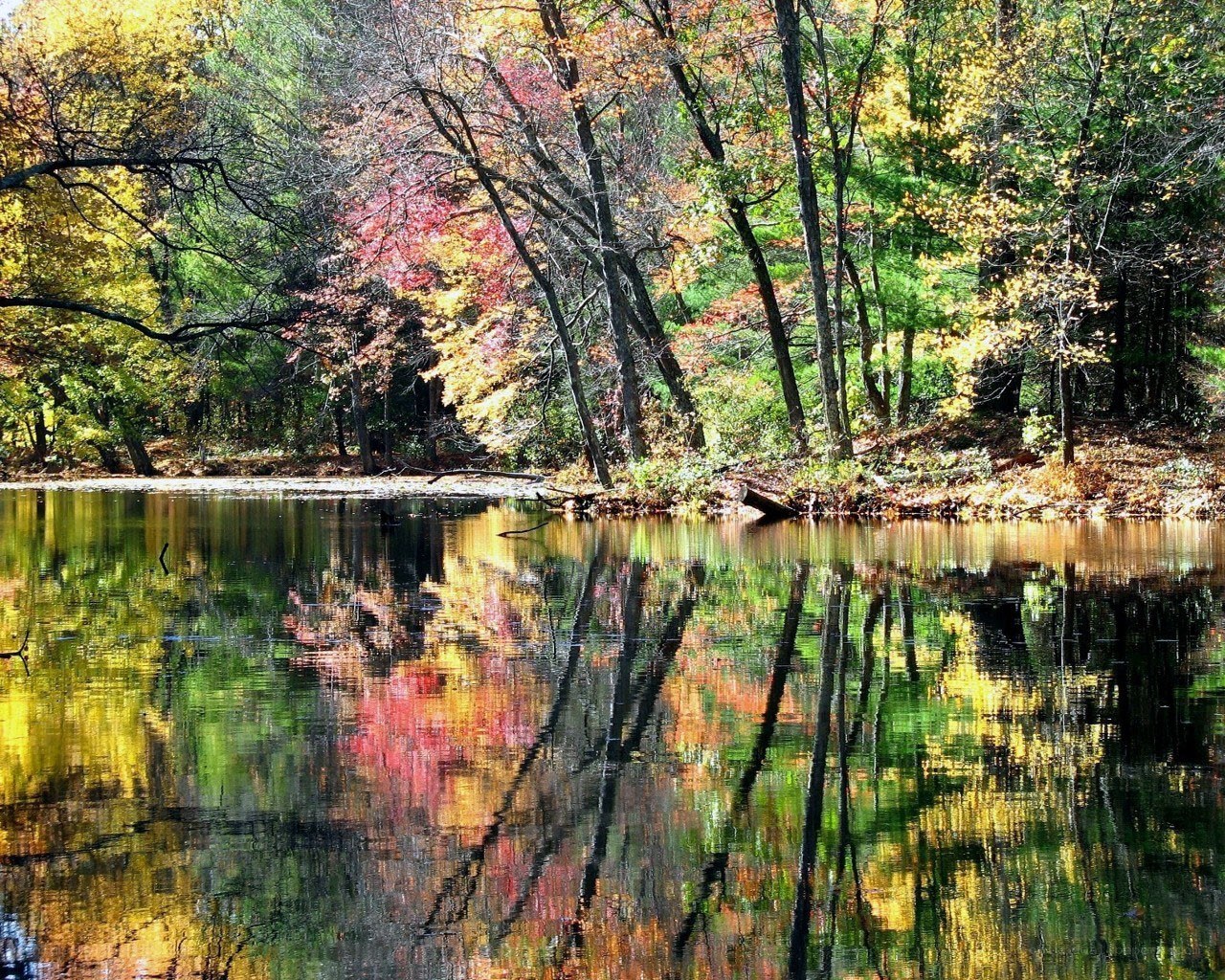 Autumn forest reflected in a pond