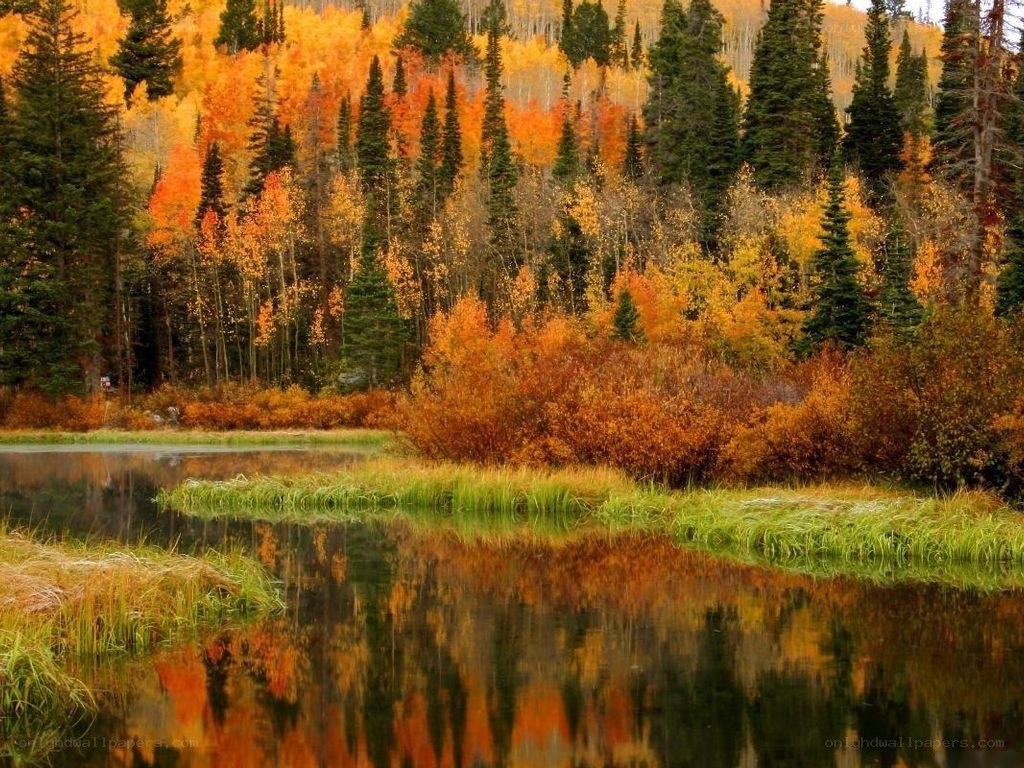 Autumn forest reflected in a pond