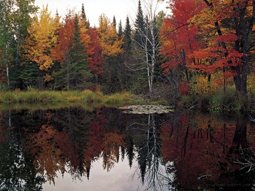 Autumn forest reflected in a pond