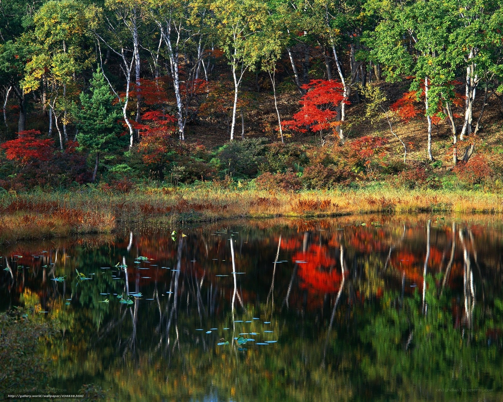 Autumn forest reflected in a pond