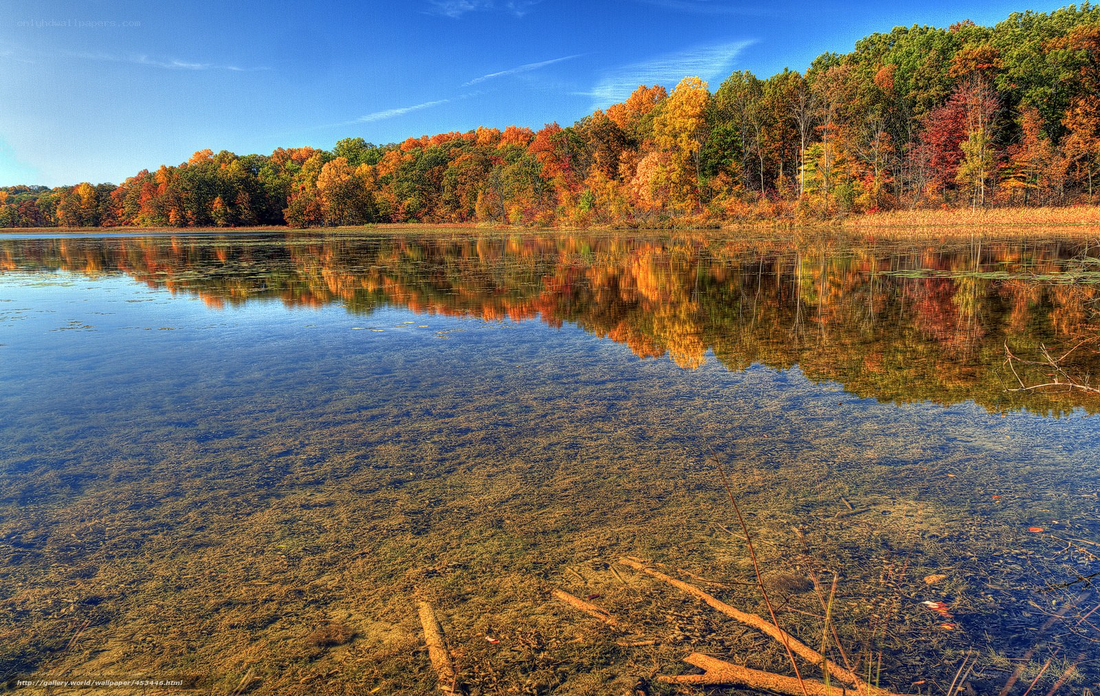 Autumn forest reflected in lake