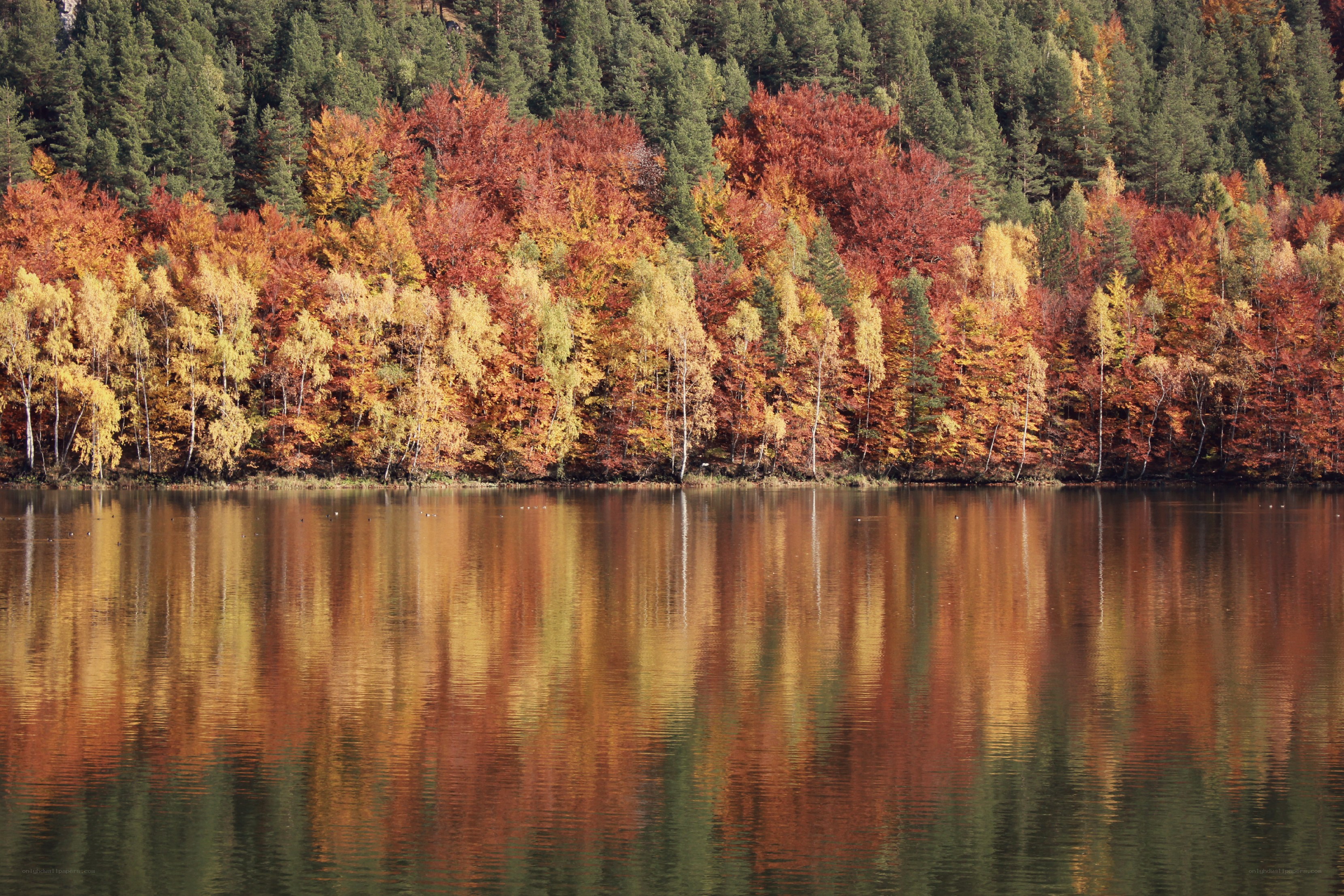 Autumn forest reflected in lake