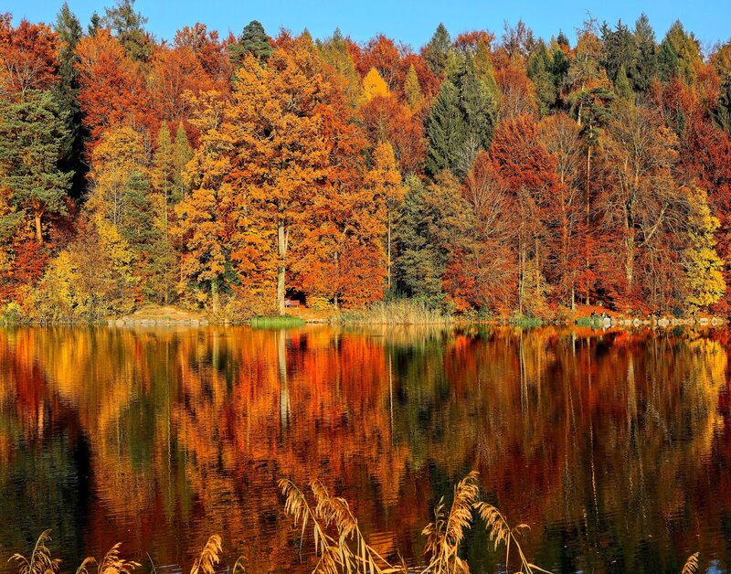 Autumn forest reflected in lake