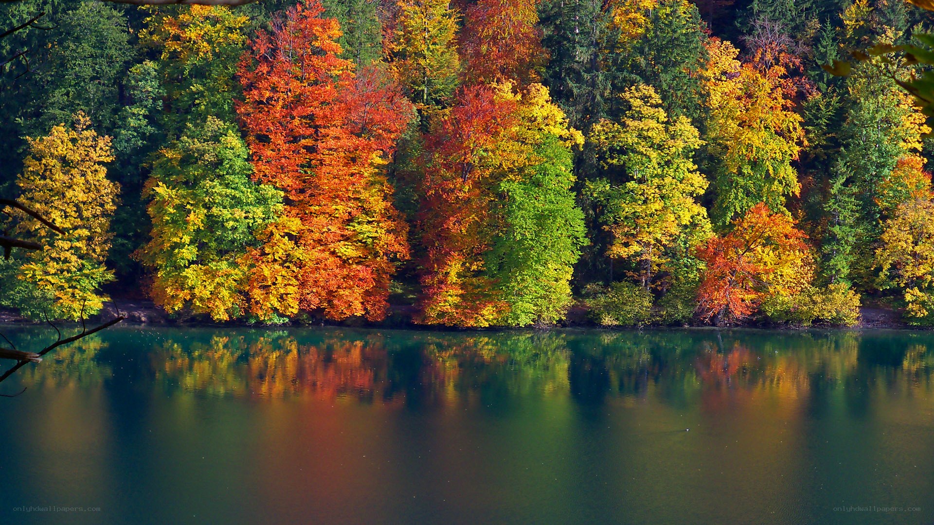 Autumn forest reflected in lake